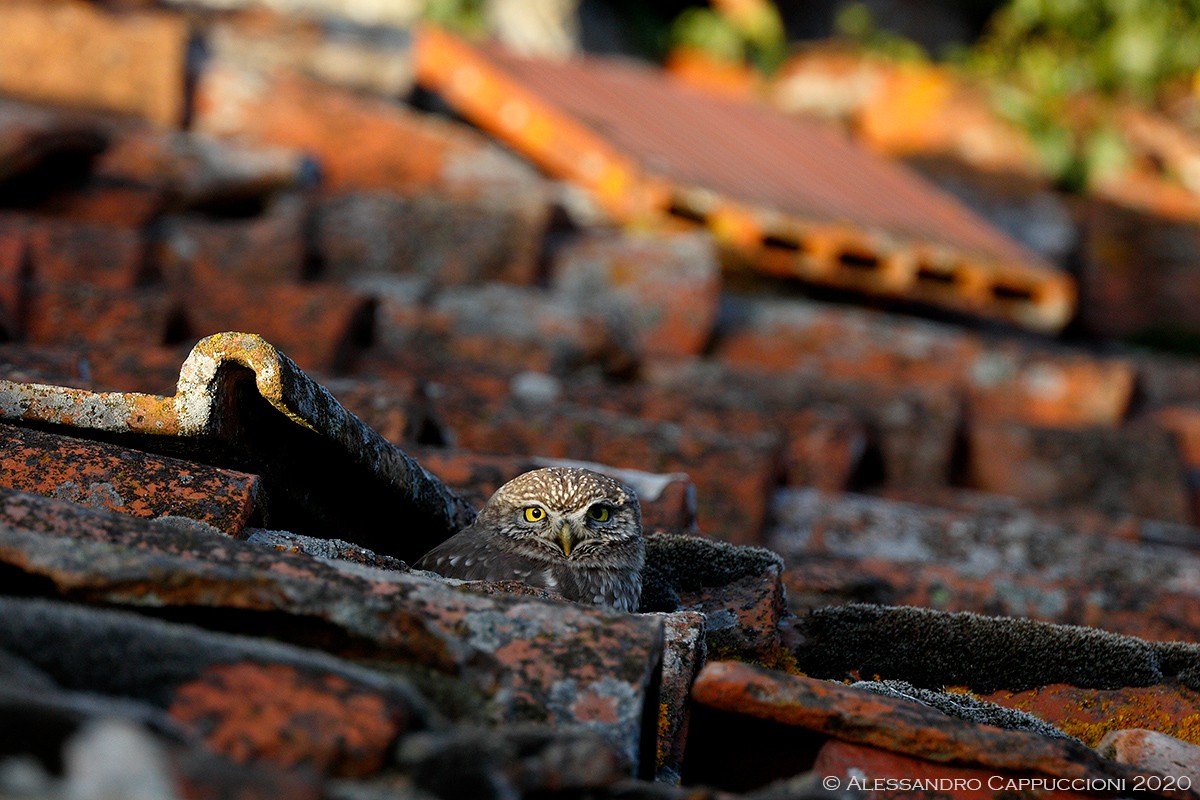 Civetta, Athene noctua: Civetta, Athene noctua