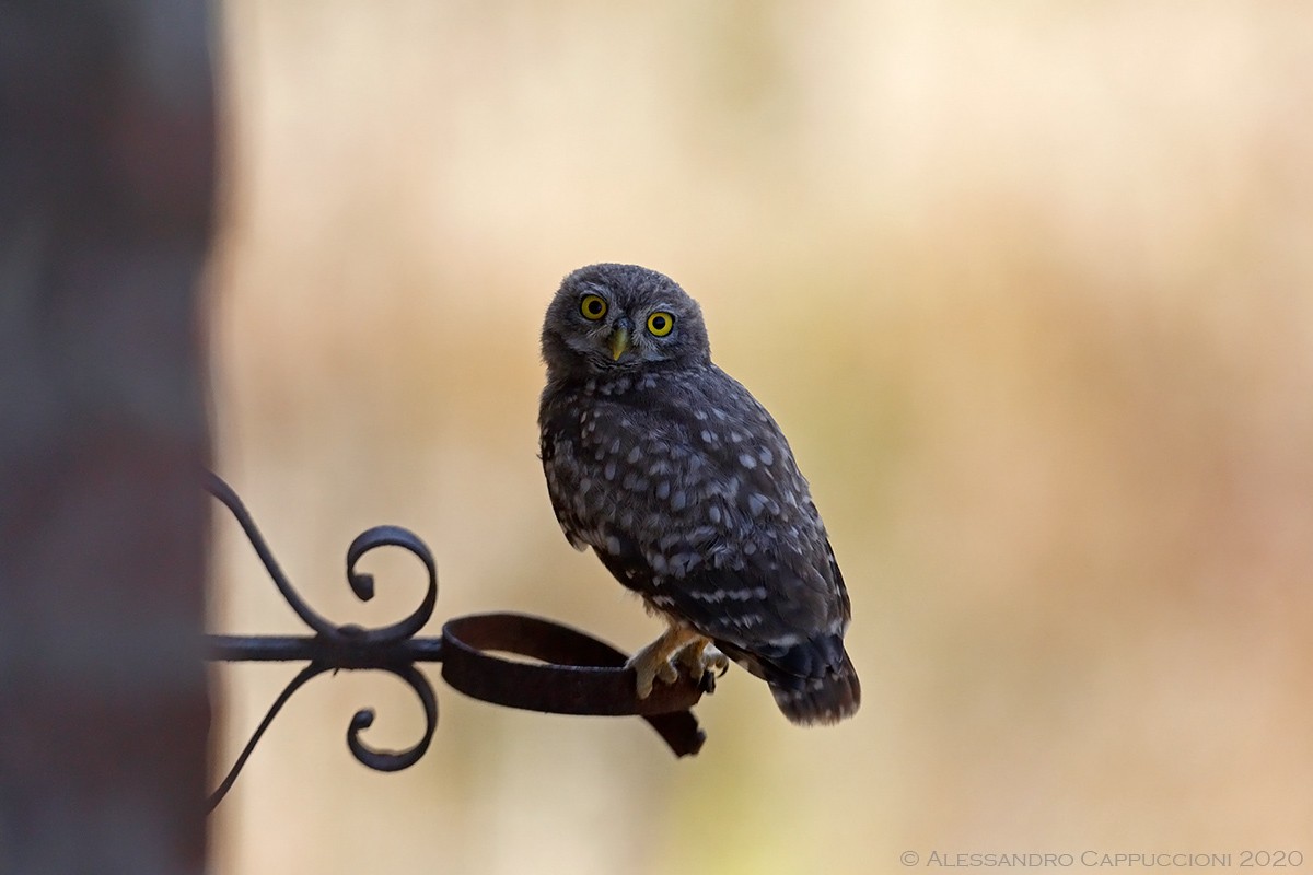 Civetta, Athene noctua: Civetta, Athene noctua