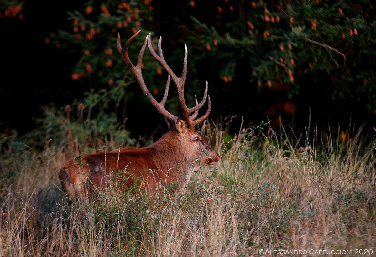 Cervo (Cervus elaphus): Cervo (Cervus elaphus)