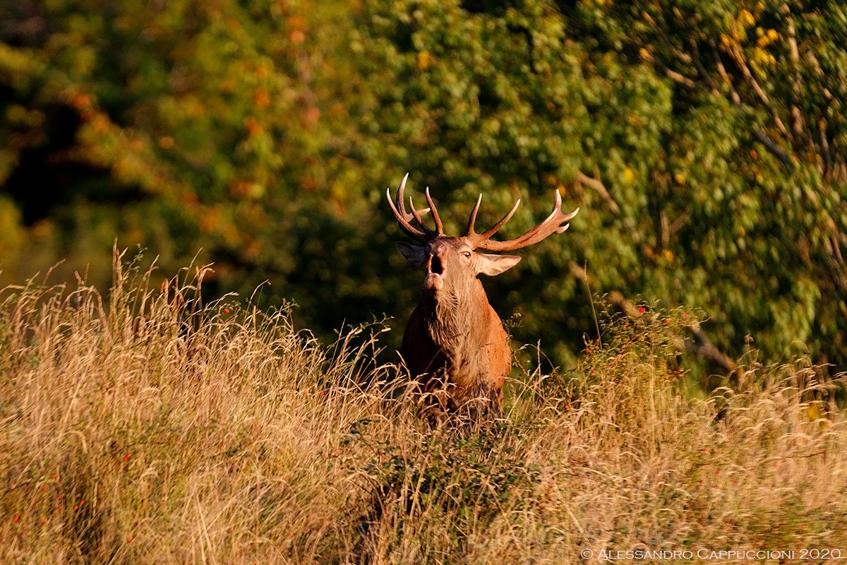 Cervo (Cervus elaphus): Cervo (Cervus elaphus)
