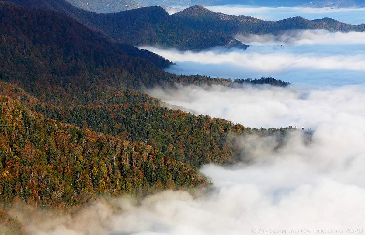 Autunno, Foreste Casentinesi: Autunno, Foreste Casentinesi