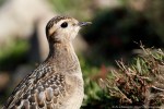 Piviere tortolino (charadrius morinellus) ,Piviere tortolino (charadrius morinellus)