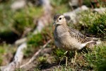 Piviere tortolino (charadrius morinellus) ,Piviere tortolino (charadrius morinellus)