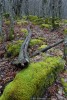 Muschio, Foreste Casentinesi ,Muschio, Foreste Casentinesi