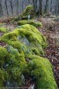 Muschio, Foreste Casentinesi ,Muschio, Foreste Casentinesi