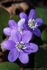 Anemone hepatica ,Anemone hepatica