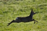 Capriolo (Capreolus capreolus) ,Capriolo (Capreolus capreolus)