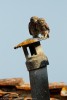 Civetta juv, Athene noctua ,Civetta juv, Athene noctua