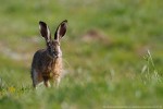 Lepre (Lepus europaeus) ,Lepre (Lepus europaeus)