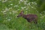Capriolo (Capreolus capreolus) ,Capriolo (Capreolus capreolus)